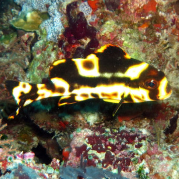 Plectorhinchus orientalis : 10 à 15 cm